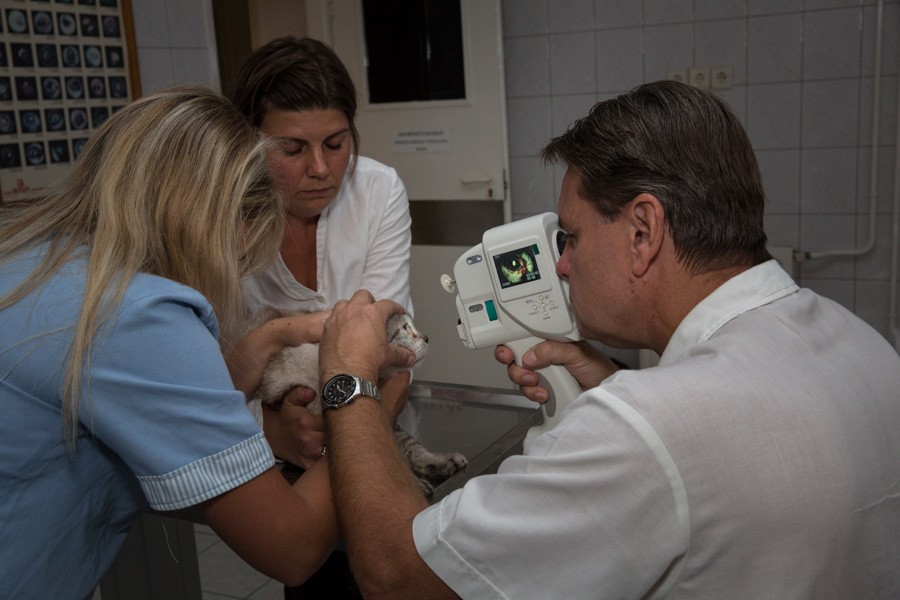 szemészeti ellátás állatorvosi klinikákon milyen ikonok a rossz látástól